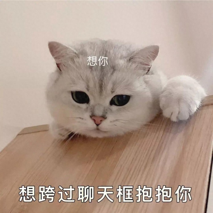 出差10天，把一盆猫粮放家，让猫留守家，回来后悔不已