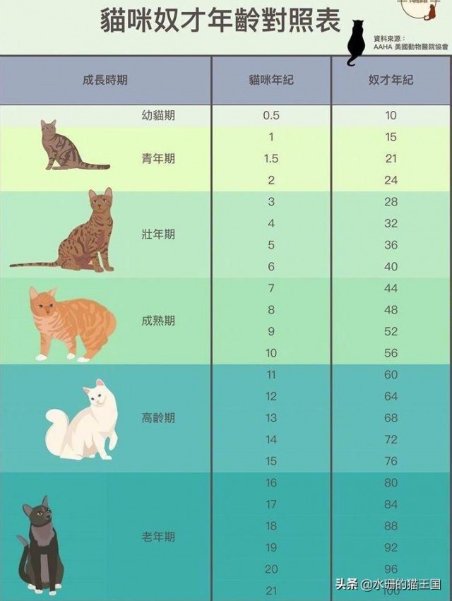 猫咪一岁，人已经成年 你们的猫主子长寿了吗？