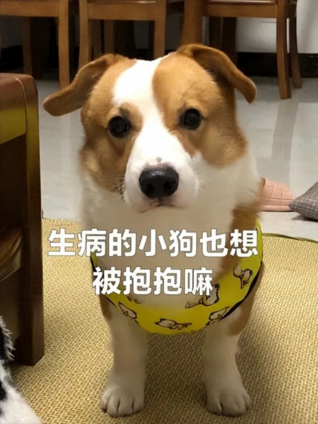 兽医学提醒：狗的这些表现都是狂犬病，要注意