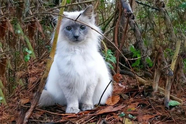 让宠物猫流浪等于变相剥夺它们的生命