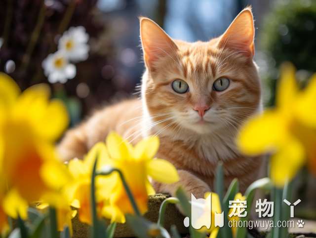 狸花猫特征浅析