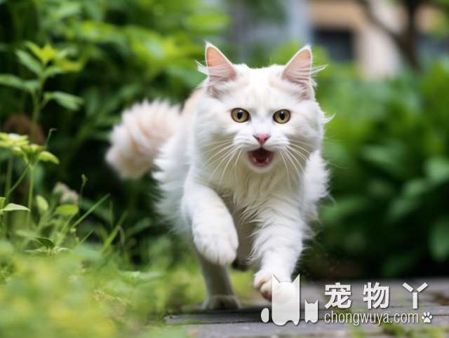 狸花猫是大型猫吗？